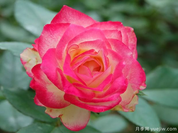 推薦10款經(jīng)典月季品種，新手花友種了不會(huì)后悔(圖8)