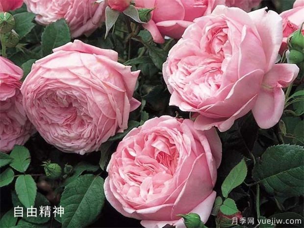 推薦公認(rèn)的6款零差評(píng)的月季花，顏值高好養(yǎng)護(hù)(圖2)