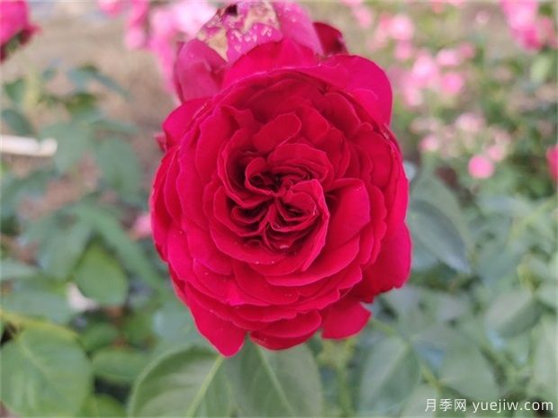 推薦公認(rèn)的6款零差評(píng)的月季花，顏值高好養(yǎng)護(hù)(圖4)