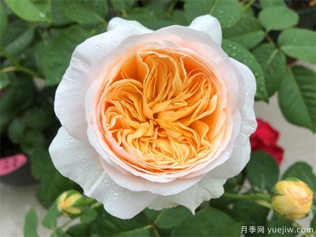 推薦公認(rèn)的6款零差評(píng)的月季花，顏值高好養(yǎng)護(hù)(圖6)
