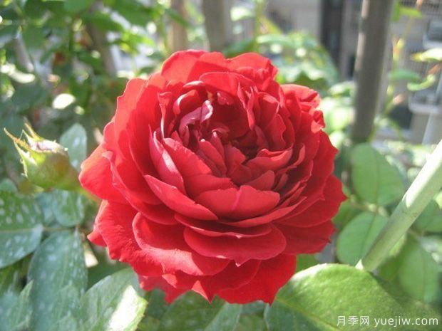 推薦11個優(yōu)秀紅色系藤本月季品種(圖5)