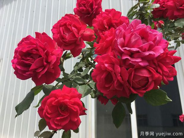 十大爬藤月季品種排名，工程和庭院的必備選擇(圖4)