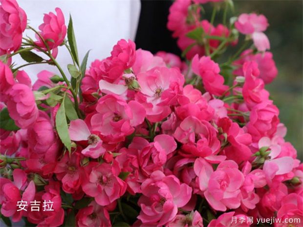 十大爬藤月季品種排名，工程和庭院的必備選擇(圖1)