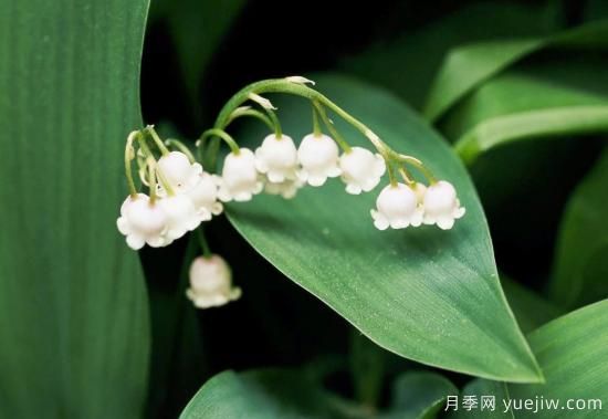 除了地被月季，還有適合在花園種植的20種地被植物(圖4)