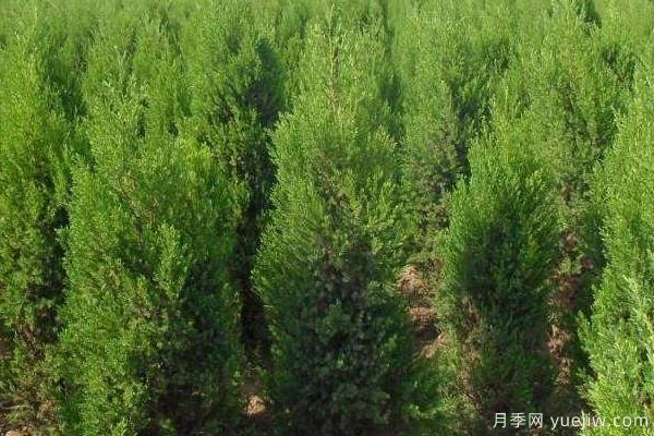 2022年***值錢緊缺苗木是什么？常見的苗木品種有哪些？(圖4)
