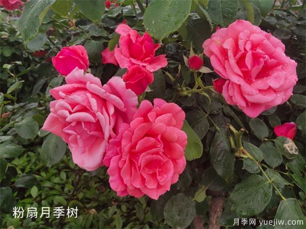緋扇月季和粉扇月季花有哪些共同特性？(圖2)
