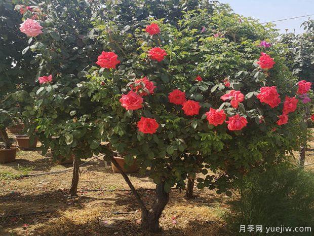 庭院種樹是不是越大越好？不是如此(圖1)