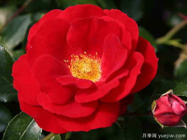 卡拉喬月季的優(yōu)缺點(diǎn)是什么？(圖1)
