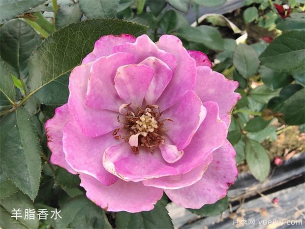 羊脂香水月季，以香聞名，花美如芍藥，四季能開花(圖1)