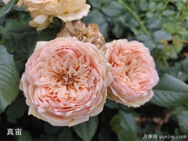 入秋養(yǎng)月季推薦5個品種，耐熱耐寒抗性強開花美(圖4)