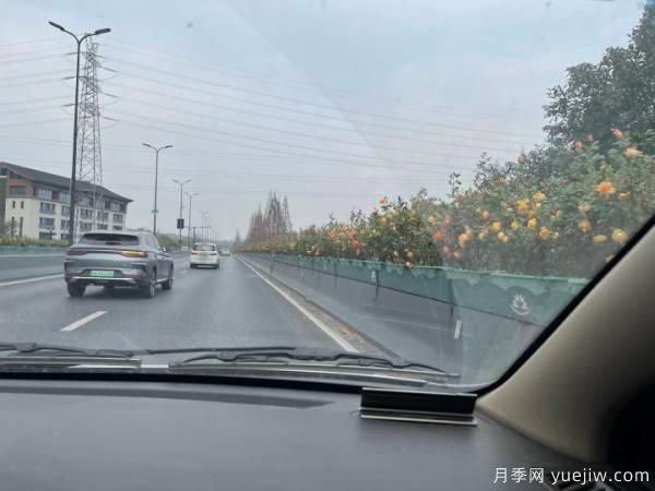 紅從容和黃從容，杭州中河高架嚴冬里開出爆美月季(圖1)