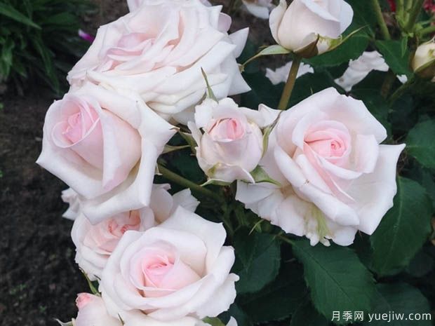 蝴蝶之吻月季的優(yōu)缺點是什么？(圖1)