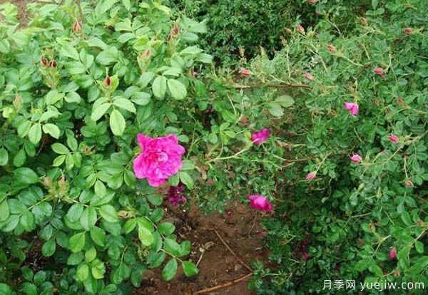 食用玫瑰品種有哪些？8個品種介紹(圖2)