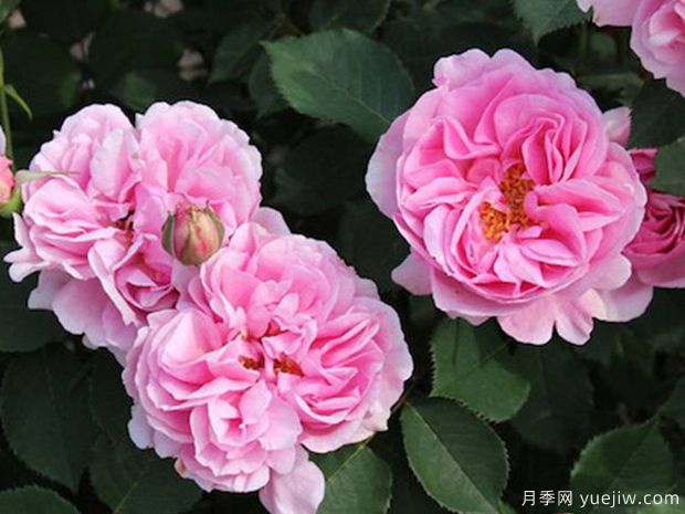養(yǎng)月季需要肥水修剪治蟲，葉繁花多(圖1)