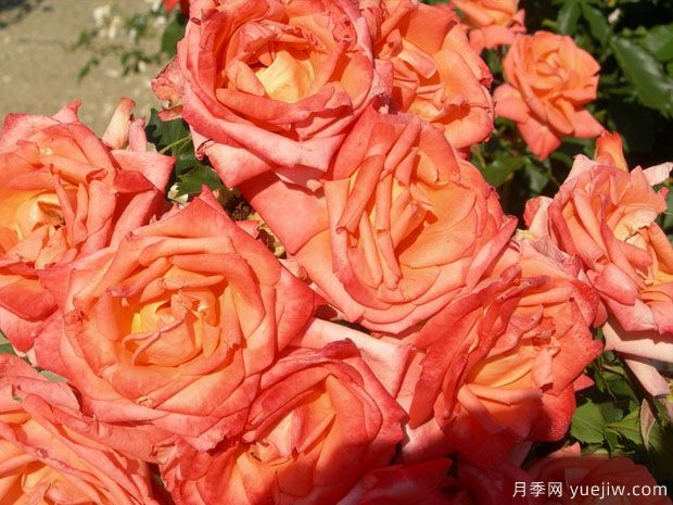 金沙玫瑰月季的優(yōu)缺點(diǎn)是什么？(圖1)