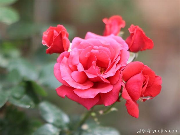 月季花的花語(yǔ)與寓意(圖1)