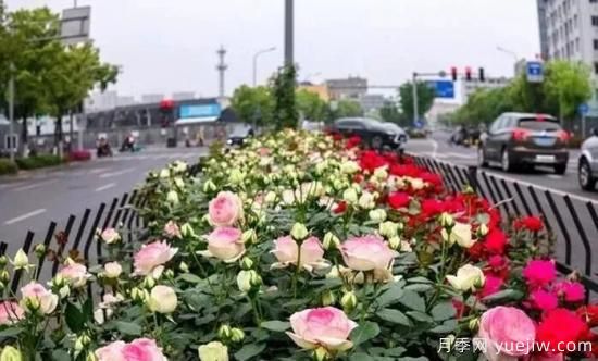 現(xiàn)代月季在園林景觀的應(yīng)用！園林綠化人必看！(圖2)