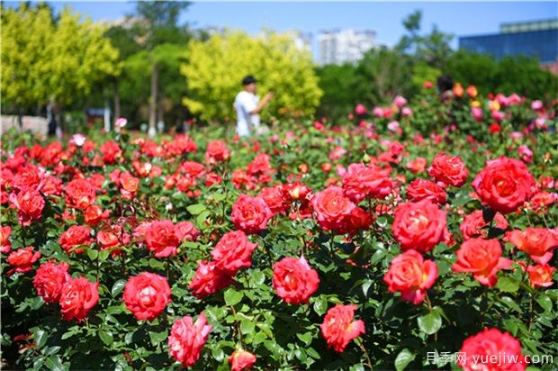 草本花卉修剪秘笈，養(yǎng)花人必看！(圖1)
