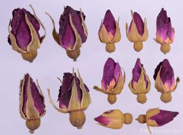 玫瑰月季薔薇，市場上還能找到純種玫瑰嗎？(圖2)