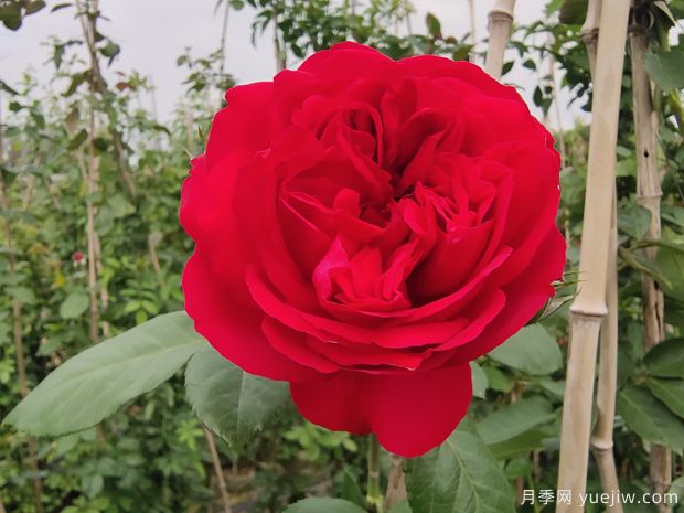 推薦7個(gè)夏季耐熱月季品種，綻放美麗在夏天(圖5)