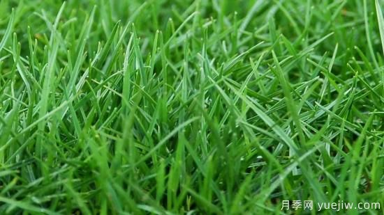 ***全常用草坪品種、優(yōu)點(diǎn)缺點(diǎn)和施工要點(diǎn)(圖2)