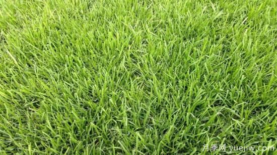 ***全常用草坪品種、優(yōu)點(diǎn)缺點(diǎn)和施工要點(diǎn)(圖3)