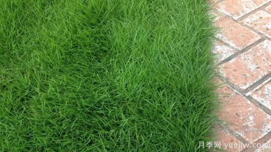 ***全常用草坪品種、優(yōu)點(diǎn)缺點(diǎn)和施工要點(diǎn)(圖4)