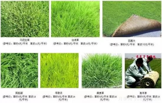 ***全常用草坪品種、優(yōu)點(diǎn)缺點(diǎn)和施工要點(diǎn)(圖7)