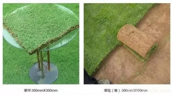 ***全常用草坪品種、優(yōu)點(diǎn)缺點(diǎn)和施工要點(diǎn)(圖8)
