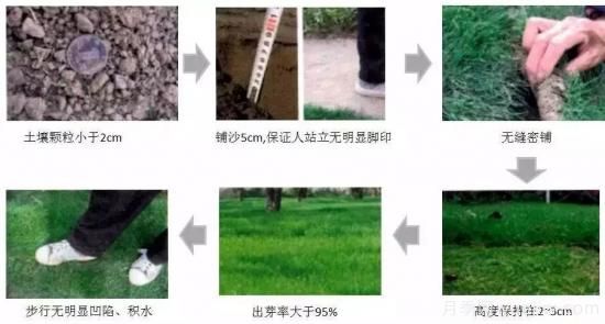***全常用草坪品種、優(yōu)點(diǎn)缺點(diǎn)和施工要點(diǎn)(圖13)