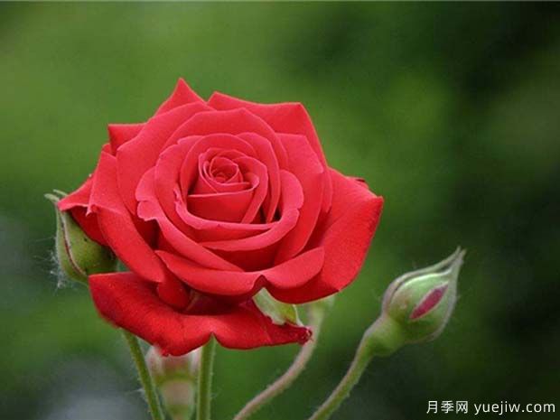 中國紅月季雅蘇娜的優(yōu)缺點是什么？(圖1)