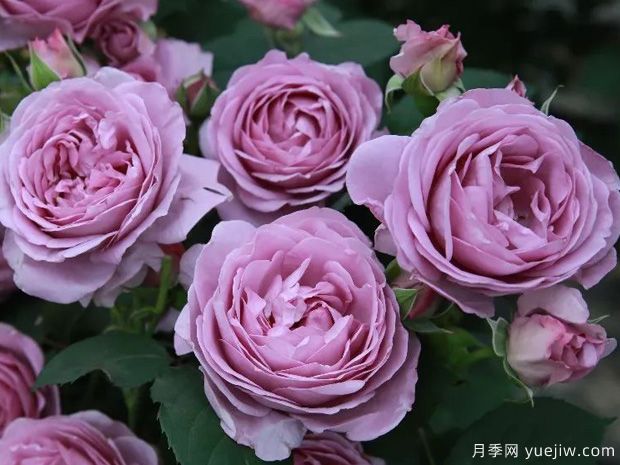 常見(jiàn)50個(gè)月季品種介紹，抗性好花不斷，可以買(mǎi)得到的經(jīng)典(圖7)