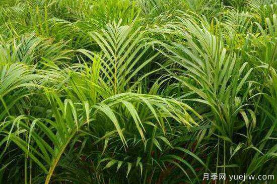 鳳尾竹發(fā)黃發(fā)枯的原因有哪些？(圖1)