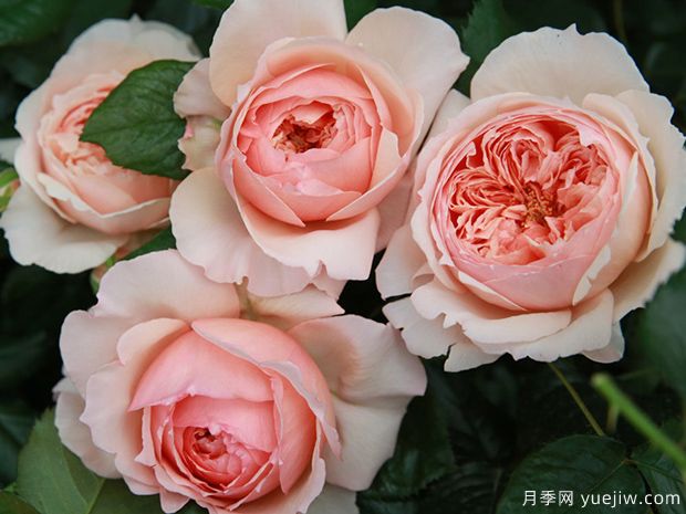 推薦7個(gè)夏季耐熱月季品種，綻放美麗在夏天(圖2)