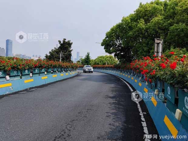 南昌八一大橋萬(wàn)株月季綻放，綠化中心細(xì)致養(yǎng)護(hù)(圖1)