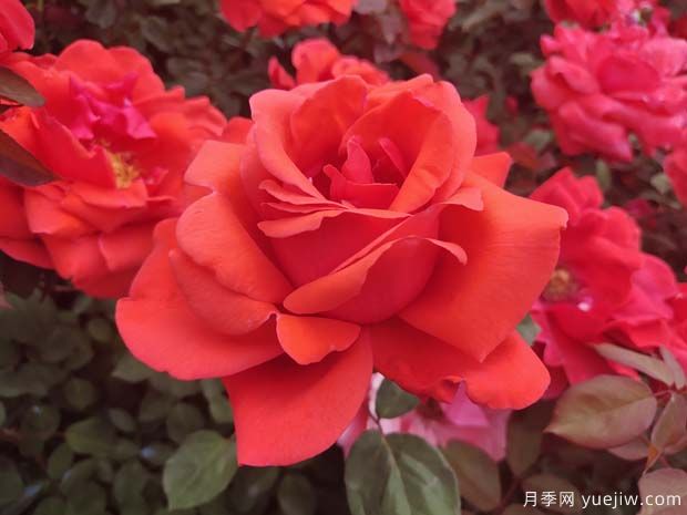 雜交茶香月季（ Hybrid Tea Roses ，簡稱 HT )(圖1)