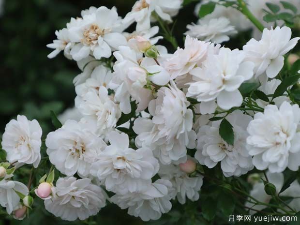 推薦4款適合室內(nèi)養(yǎng)的月季，勤花易打理(圖3)