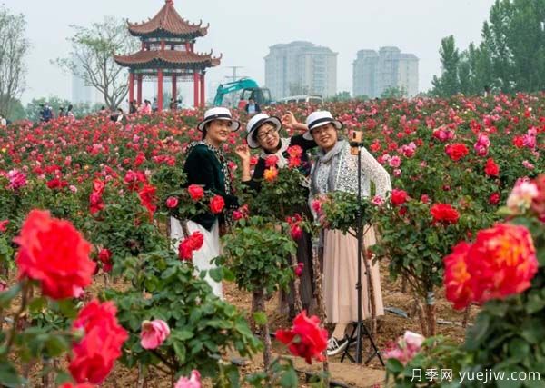 濰坊昌樂：西湖月季盛放期，五一假期花海來襲(圖3)