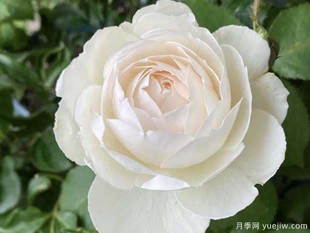天鵝古董月季的優(yōu)缺點是什么？(圖1)