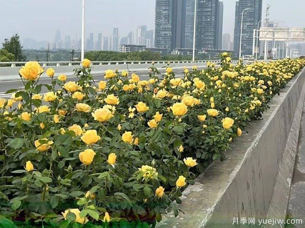 武漢新增多條絕美月季花道，江城處處花海景觀(圖5)