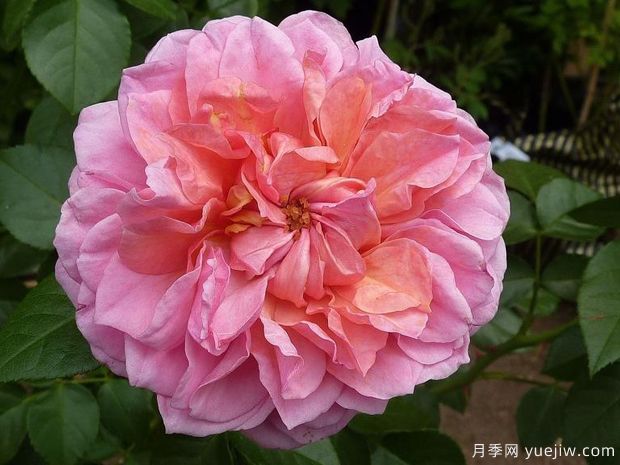 英國皮特月季，品種匯集(圖1)