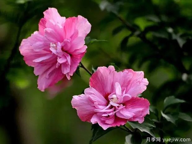 木槿的圖片特點(diǎn)和種植養(yǎng)護(hù)(圖1)