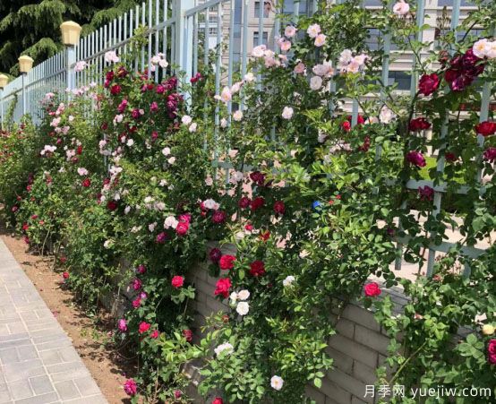 天水市花月季美麗開(kāi)放，為城市景觀增資添彩(圖1)