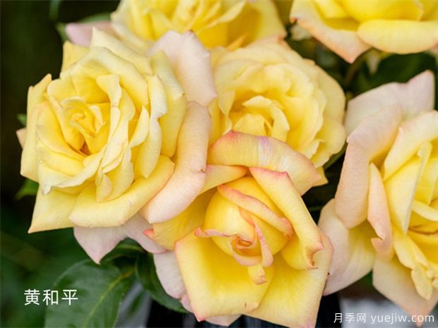 月季花事知多少？(圖1)