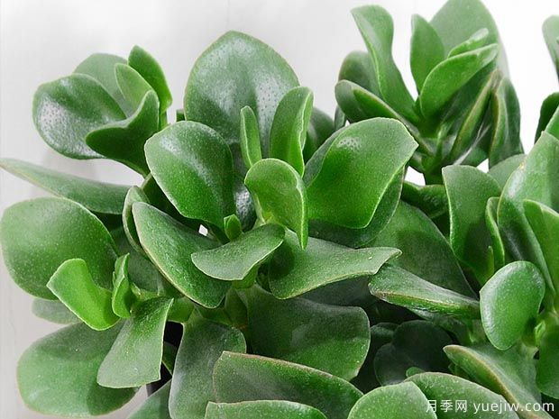 多肉植物之玉樹圖片和養(yǎng)護(圖1)