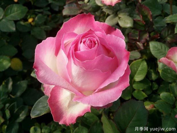 糖果雪山月季的優(yōu)缺點(diǎn)是什么？和養(yǎng)護(hù)建議(圖2)