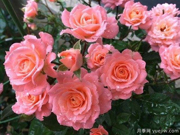 三文魚(yú)陽(yáng)臺(tái)月季(圖3)