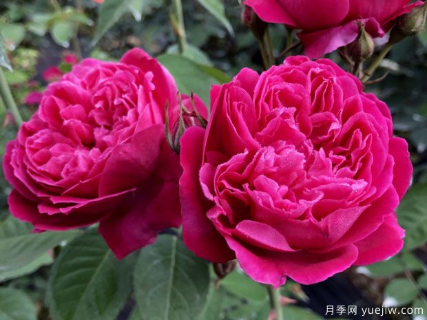 古老月季推薦，紫燕飛舞月季(圖1)