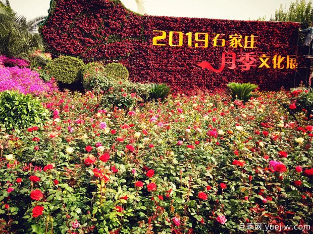 石家莊適合養(yǎng)月季花，市花和市樹是什么(圖1)