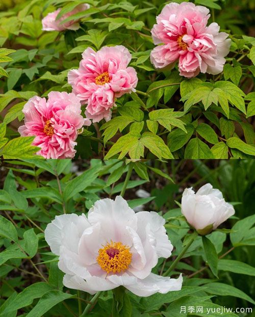 鳳丹花和牡丹花的區(qū)別？看葉子和根系(圖1)